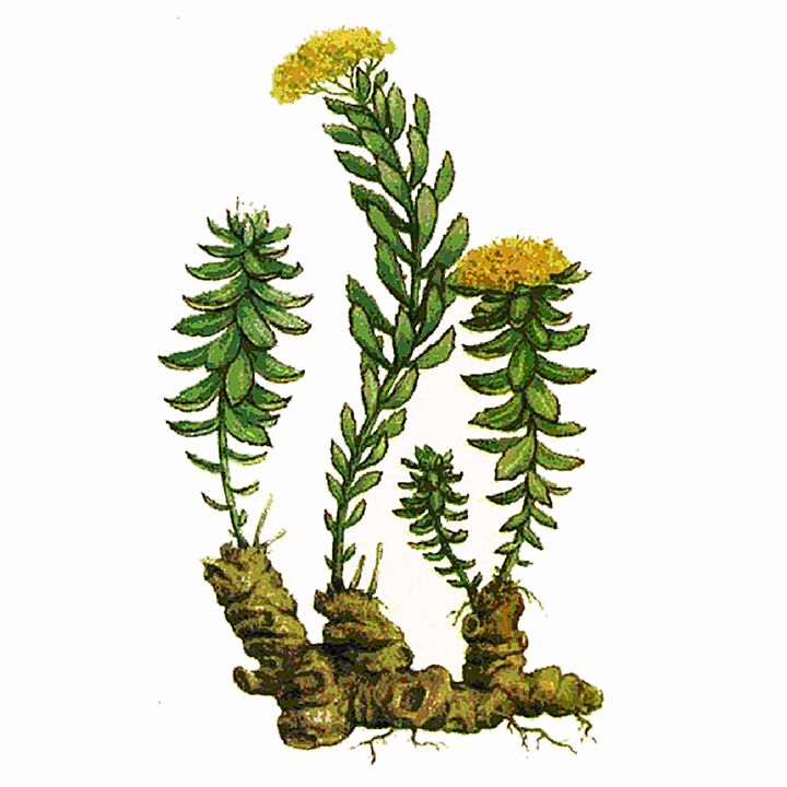 Extracto de Rosela Rhodiola como parte del gel gigante