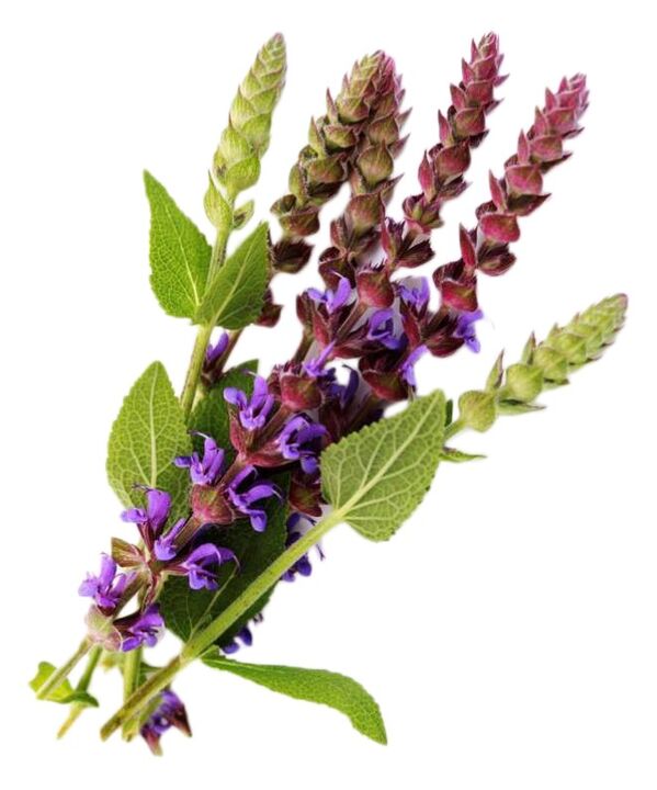 Extracto de salvia como parte del gel gigante
