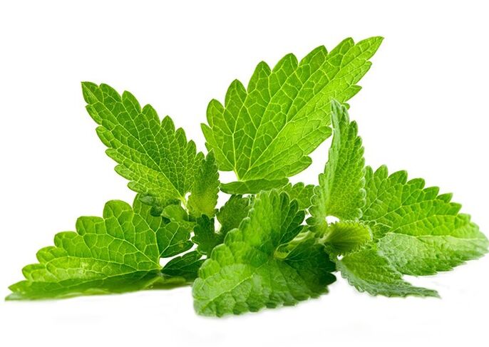 Menta salvaje en el gel gigante